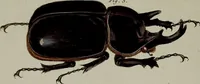 An illustration from (Band 3) (1798)
