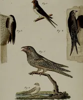 An illustration from (Band 3) (1798)