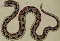 An illustration from (Band 3) (1798)
