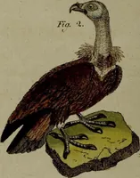 Picture 146 of 161 from (Band 3) (1798), leaf 275