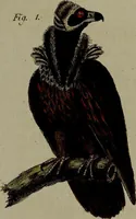 An illustration from (Band 3) (1798)