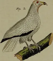 Picture 148 of 161 from (Band 3) (1798), leaf 275