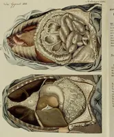 An illustration from (Band 3) (1798)