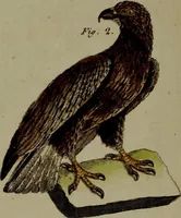 An illustration from (Band 3) (1798)