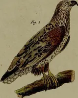 An illustration from (Band 3) (1798)