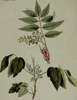An illustration from (Band 3) (1798)
