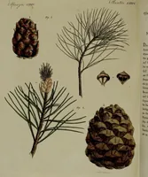 Picture 159 of 161 from (Band 3) (1798), leaf 296