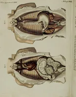 An illustration from (Band 3) (1798)