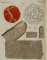 Picture 17 of 161 from (Band 3) (1798), leaf 36