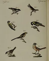 An illustration from (Band 3) (1798)
