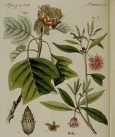 An illustration from (Band 3) (1798)