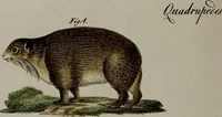 An illustration from (Band 3) (1798)