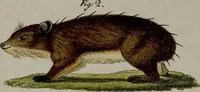 An illustration from (Band 3) (1798)