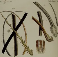 An illustration from (Band 3) (1798)