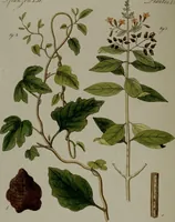 An illustration from (Band 3) (1798)
