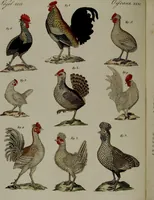 Picture 27 of 161 from (Band 3) (1798), leaf 57