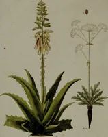 An illustration from (Band 3) (1798)