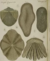 Picture 28 of 161 from (Band 3) (1798), leaf 60