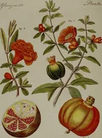 An illustration from (Band 3) (1798)