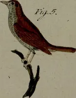 An illustration from (Band 3) (1798)