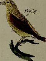 An illustration from (Band 3) (1798)