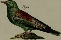 An illustration from (Band 3) (1798)