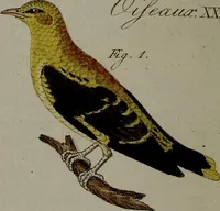 An illustration from (Band 3) (1798)