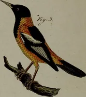 An illustration from (Band 3) (1798)