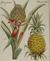 Picture 41 of 161 from (Band 3) (1798), leaf 81