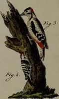Picture 42 of 161 from (Band 3) (1798), leaf 84