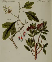 An illustration from (Band 3) (1798)