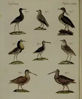 An illustration from (Band 3) (1798)