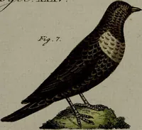 An illustration from (Band 3) (1798)