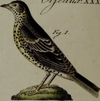 An illustration from (Band 3) (1798)