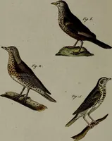 An illustration from (Band 3) (1798)