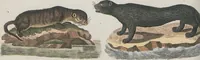 An illustration from (Band 1) (1801)