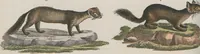 An illustration from (Band 1) (1801)