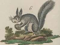 An illustration from (Band 1) (1801)