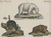 An illustration from (Band 1) (1801)
