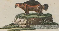 An illustration from (Band 1) (1801)
