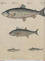 An illustration from (Band 1) (1801)