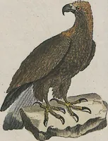 An illustration from (Band 1) (1801)