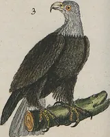 An illustration from (Band 1) (1801)