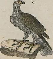 An illustration from (Band 1) (1801)