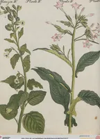 An illustration from (Band 1) (1801)
