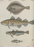 An illustration from (Band 1) (1801)
