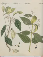 An illustration from (Band 1) (1801)