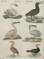An illustration from (Band 1) (1801)