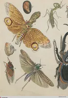 An illustration from (Band 1) (1801)
