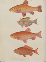 An illustration from (Band 1) (1801)